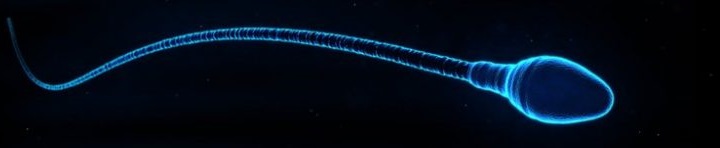 spermacel-bij-klapjes