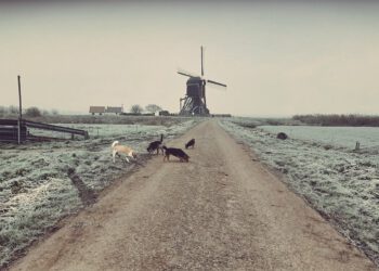 Triosponsoring: slagen voor het goede doel (nu: hondenopvang en -herplaatsing)