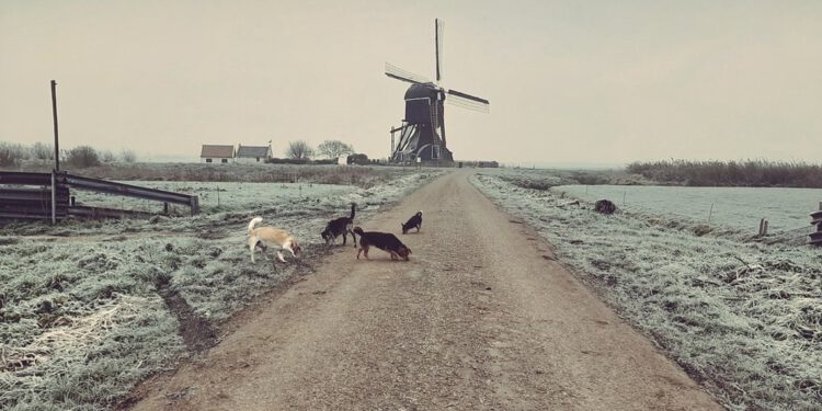 Triosponsoring: slagen voor het goede doel (nu: hondenopvang en -herplaatsing)