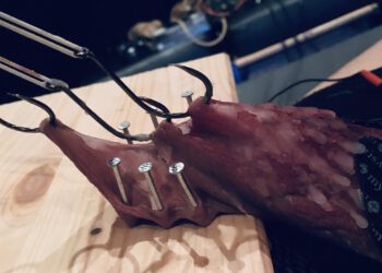 The bright and dark sides of… Meesteres Lady Luna