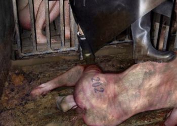 Meesteres Sadic Sadie zoekt stal voor haar zwijnen …