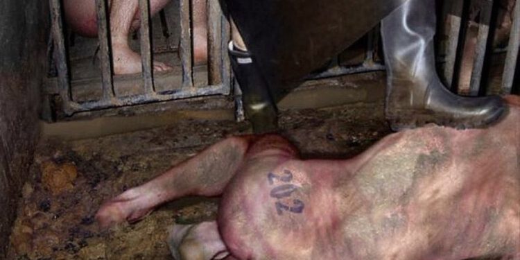 Meesteres Sadic Sadie zoekt stal voor haar zwijnen …