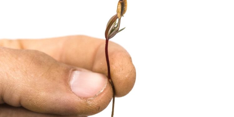 Een zaadje in de BDSM-gevoelige koppies van jou en jouw vrouw…