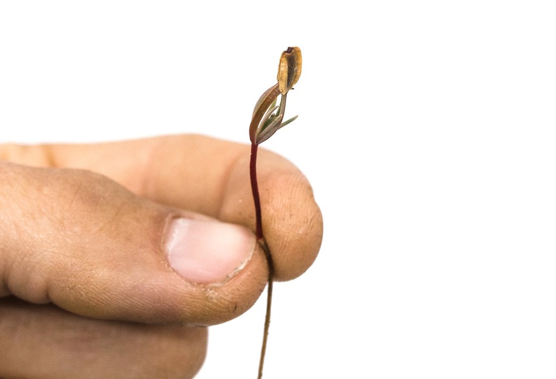 Het zaadje zat al in jullie, dit voorbericht kan jullie BDSM-gevoelige verlangens doen ontkiemen... zaadje BDSM-gevoelige