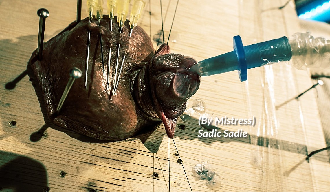 Misschien dat Meesteres Sadic Sadie ook zal worden opgenomen in het Ball Busting Bulletin... ball busting bulletin